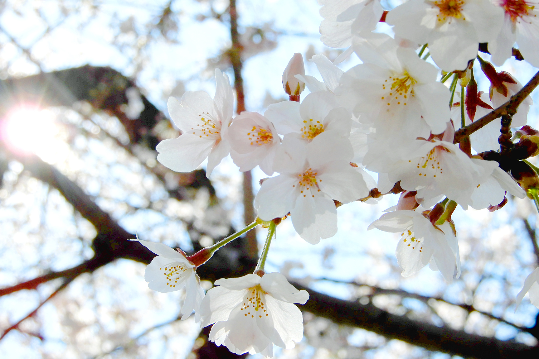 谷中霊園さくら通りの桜並木を見てきました
