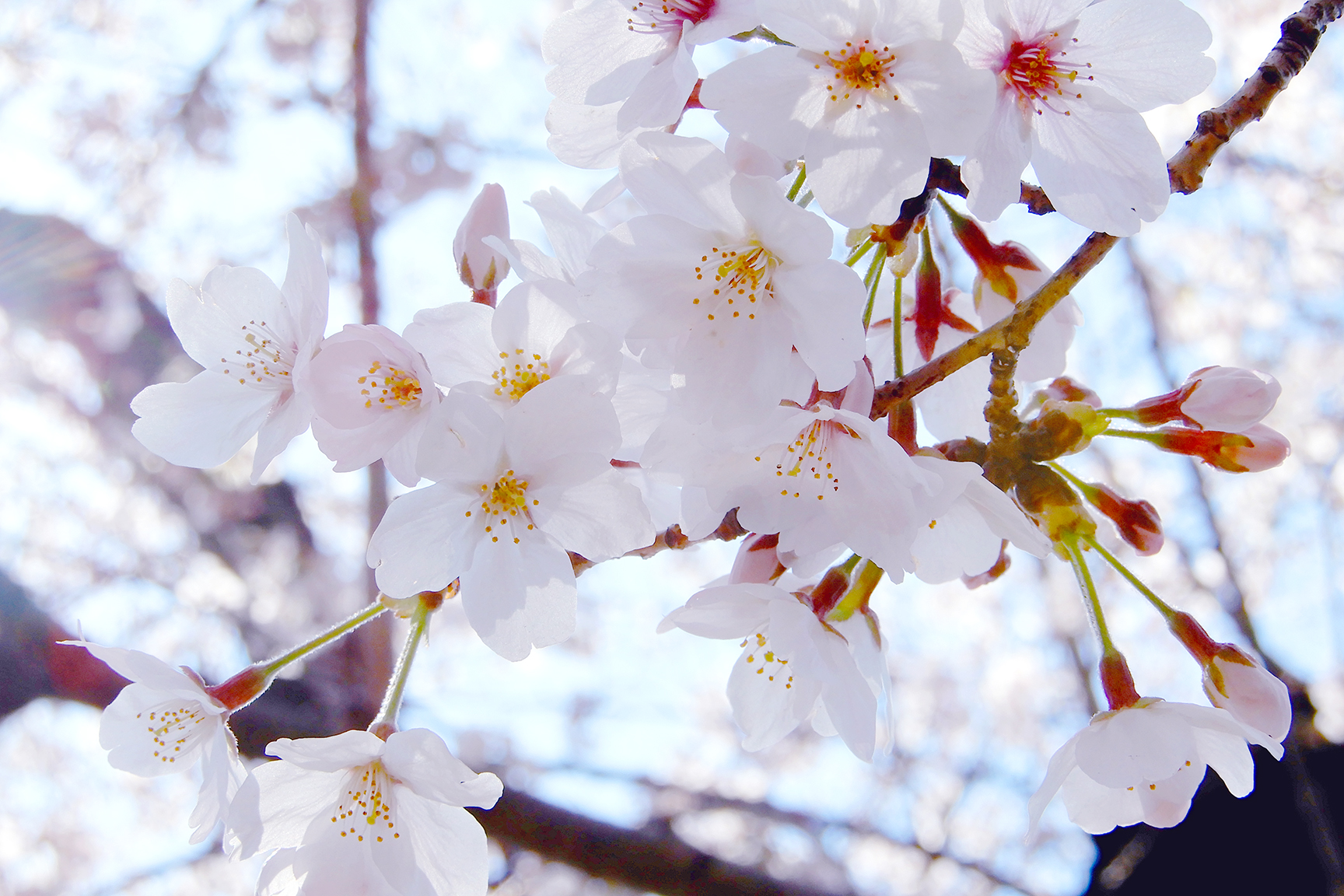 谷中霊園の桜並木を見てきました