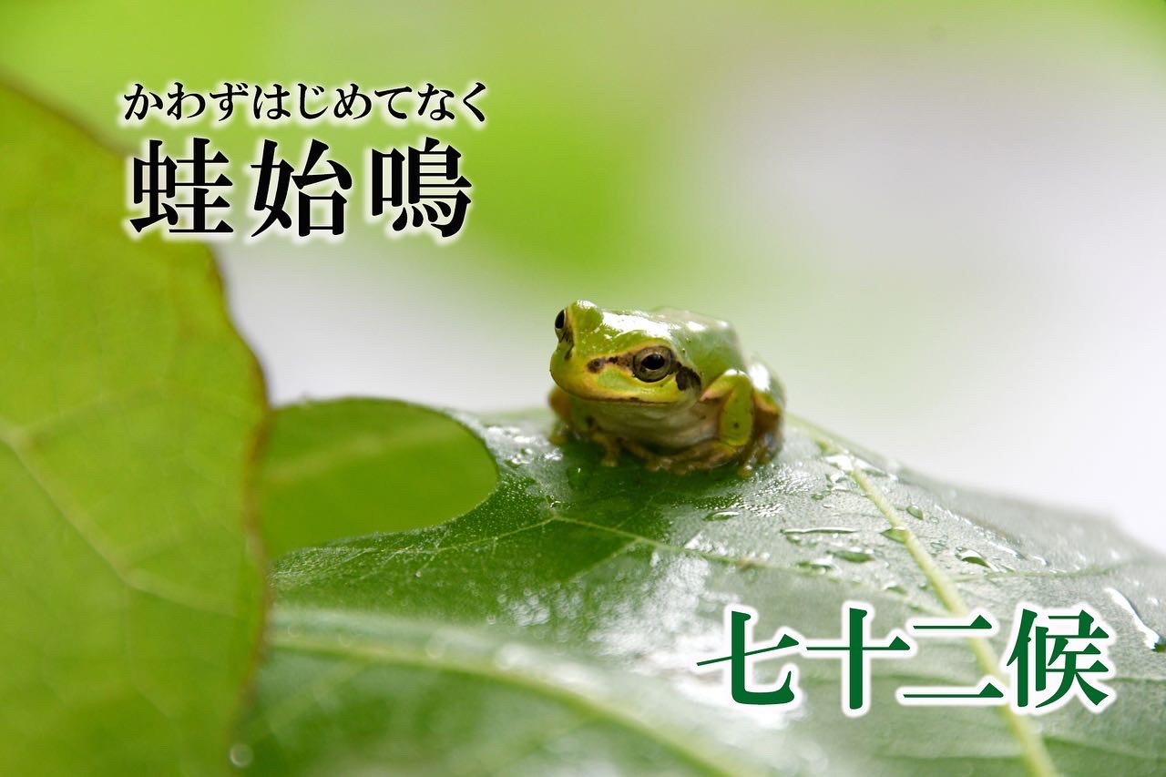 【七十二候】蛙始鳴(かわずはじめてなく)　5月5日～5月9日頃