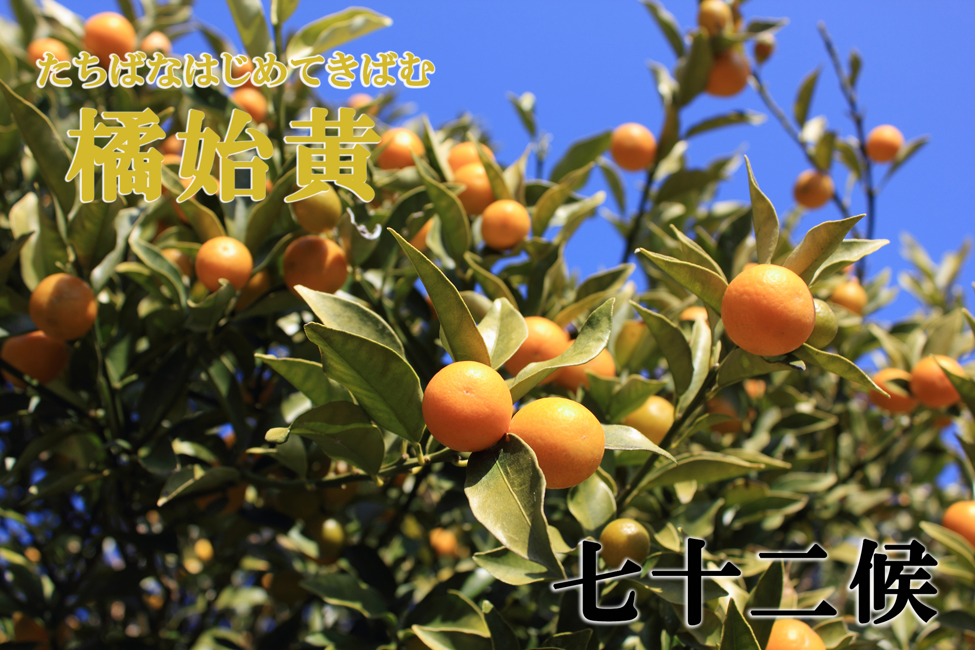 【七十二候】橘始黄（たちばなはじめてきばむ）　12月2日～12月6日頃