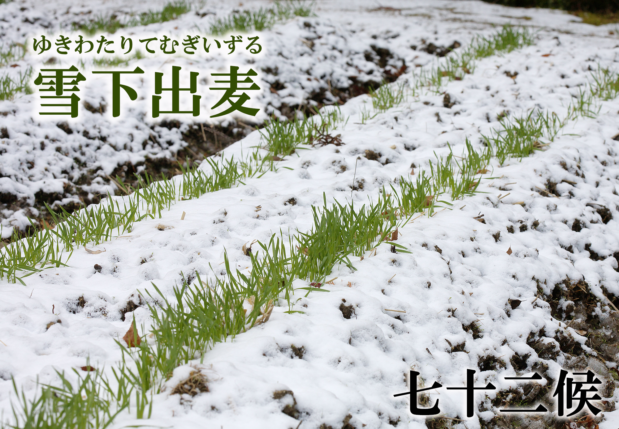 【七十二候】雪下出麦（ゆきわたりてむぎいずる）　12月31日～1月4日頃