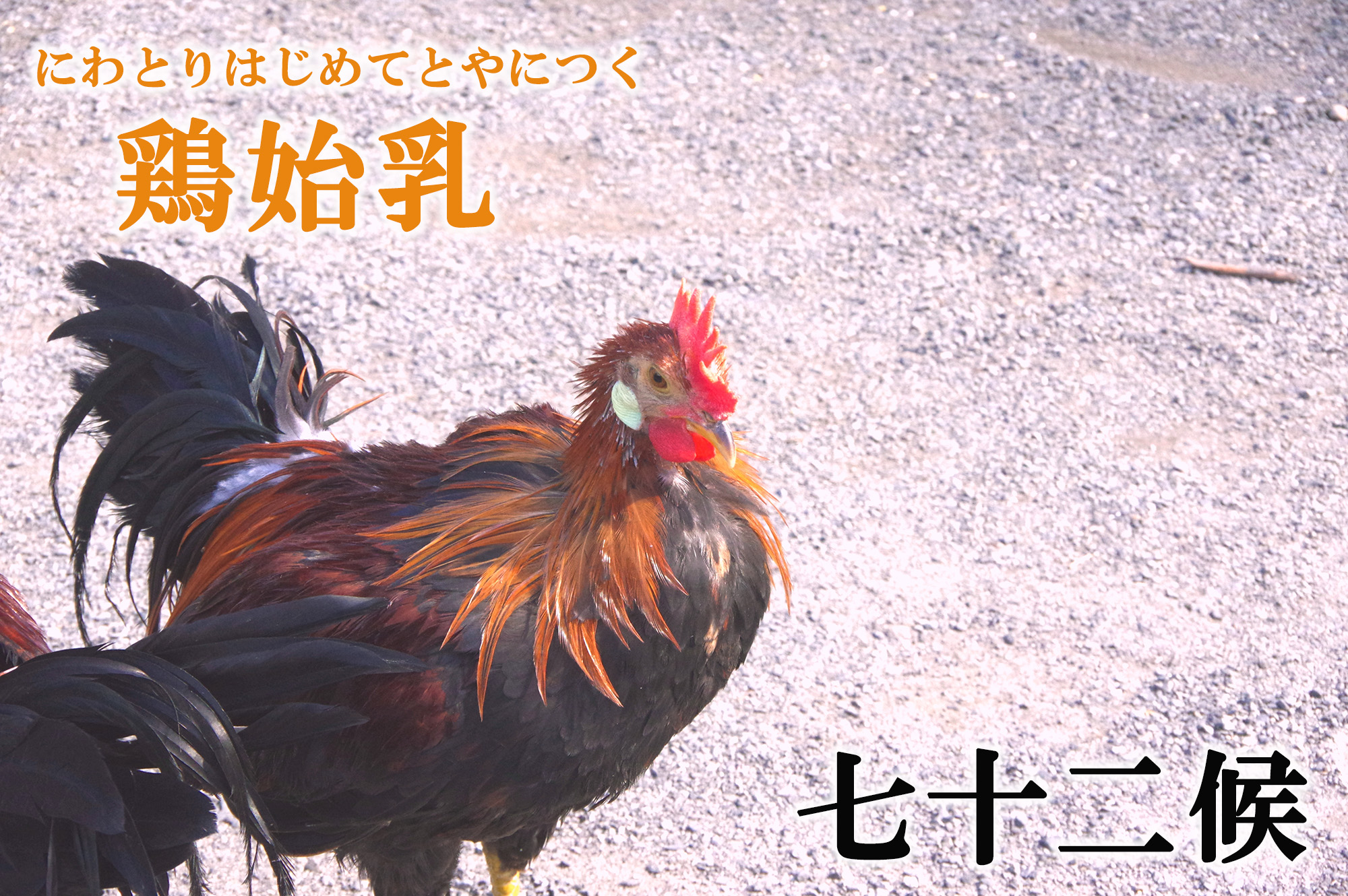 【七十二候】鶏始乳（にわとりはじめてとやにつく）　1月30日～2月3日頃