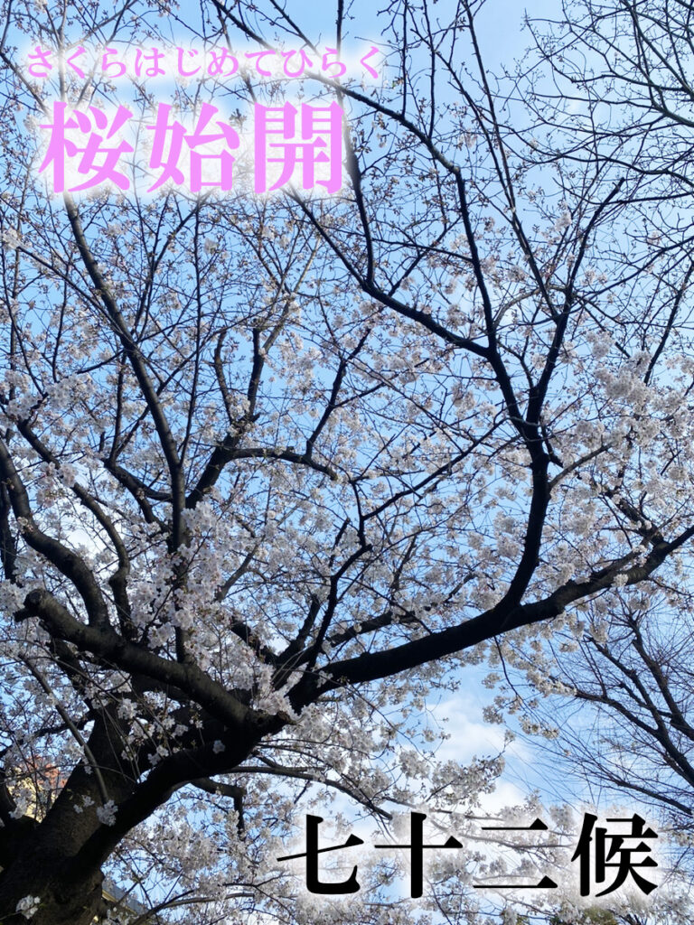 七十二候　桜始開