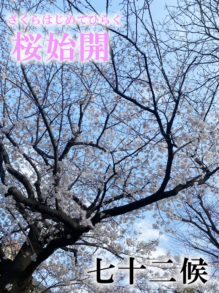 【七十二候】桜始開（さくらはじめてひらく）　3月25日～3月29日頃