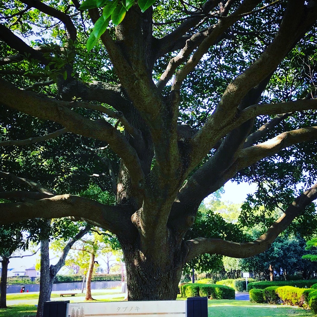 【香源 上野桜木店】東京の水元公園に行った時にタブの木を発見🌳お線香のつなぎ原料としてお馴染みのタブ。