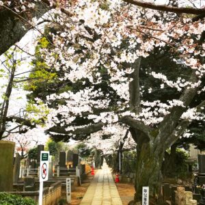 谷中霊園　満開の桜