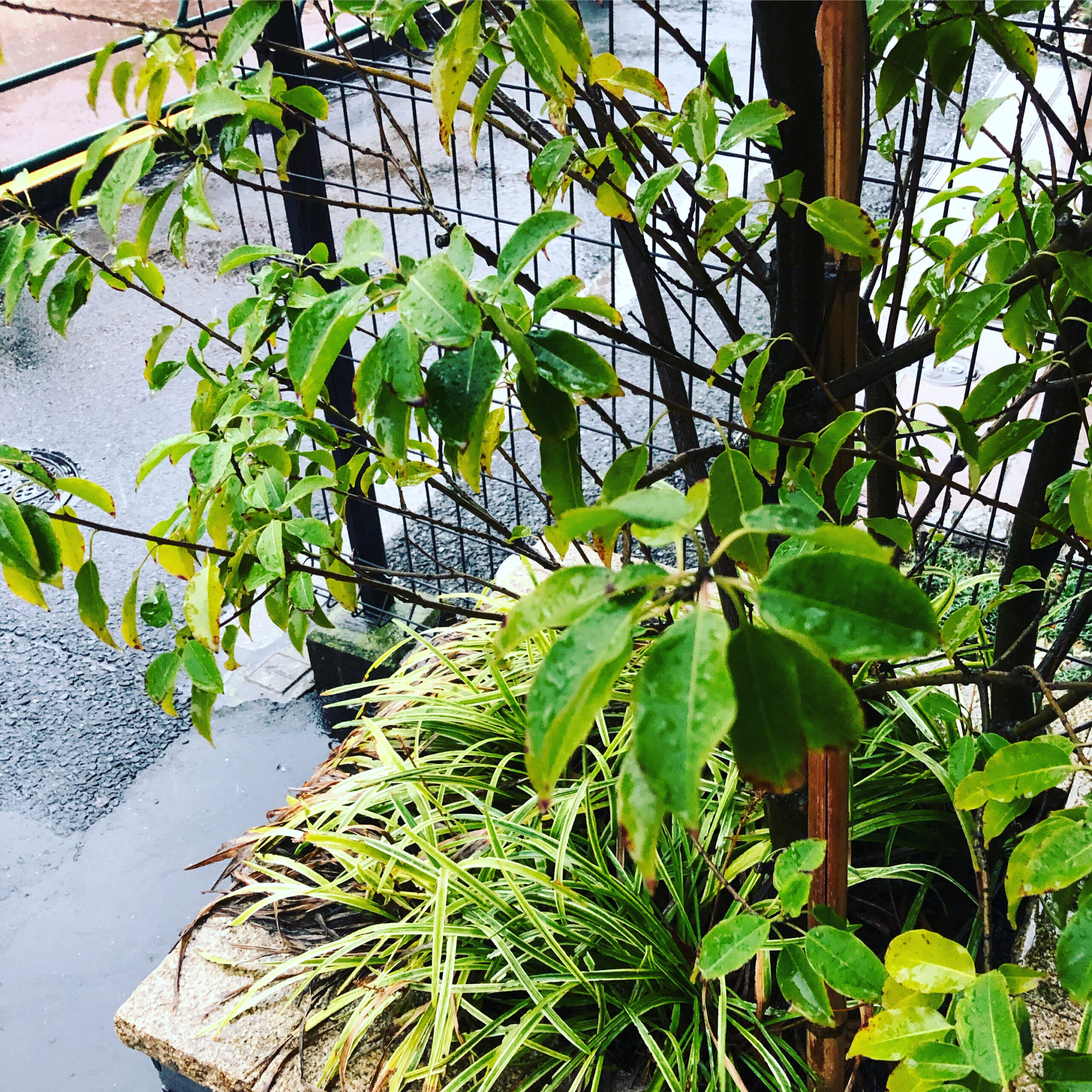 【香源 上野桜木店】今日は雨がすごいですね☔️  ご来店予定の方はお足元に気をつけてお越しくださいませ。