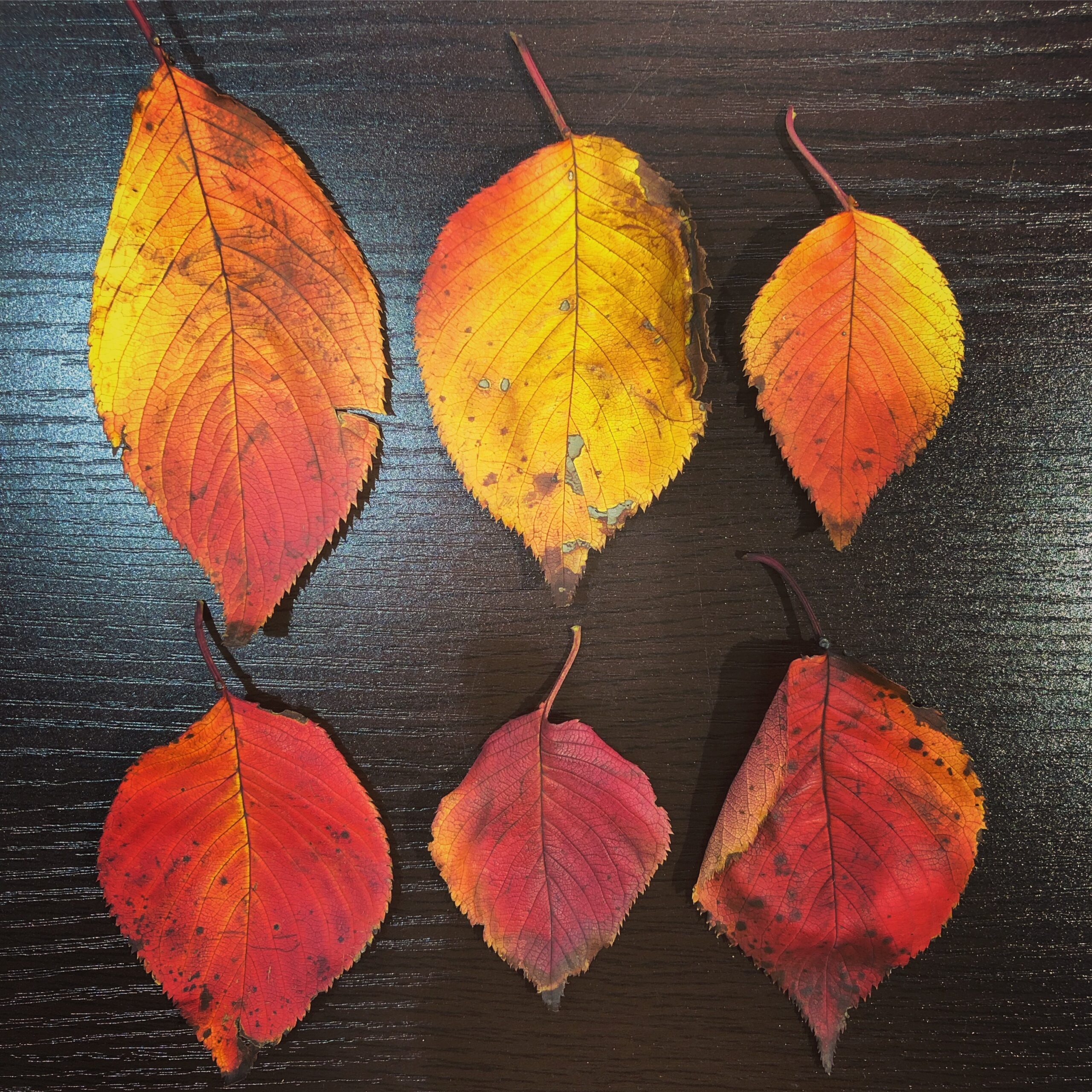 【香源 上野桜木店】谷中霊園のさくら通りで採ってきた桜の葉がとてもきれいでした。🍁