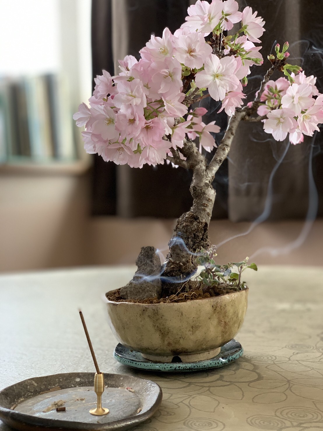 【香源 上野桜木店】昨日はお休みだったので、久々に趣味の盆栽を部屋に置いて一緒にお香を焚きました😊